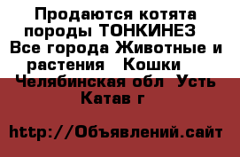 Продаются котята породы ТОНКИНЕЗ - Все города Животные и растения » Кошки   . Челябинская обл.,Усть-Катав г.